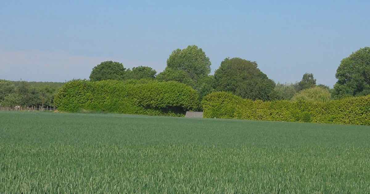 Zicht op Vlierzele (Sint-Lievens-Houtem) in de lente