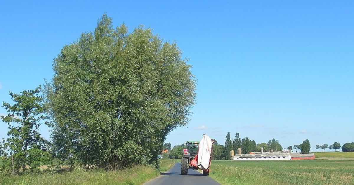 Landweg met een grote boom in Wijtschate (Heuvelland)